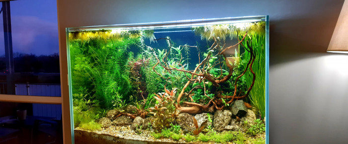 aquarium Aqua , de wilmen