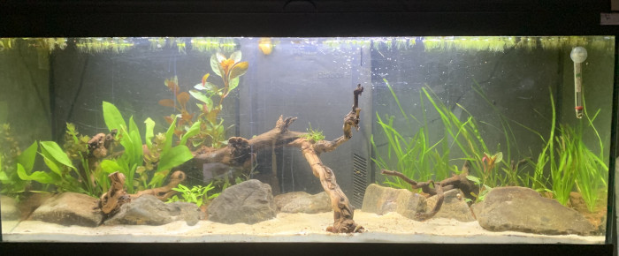 aquarium Bac communautaire , de Onix.07