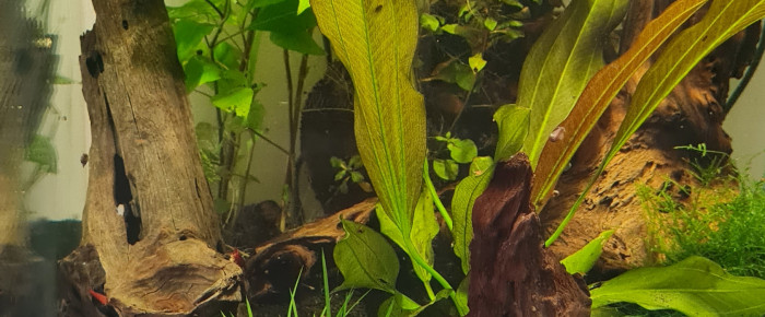 aquarium Red Fire , de Simalia