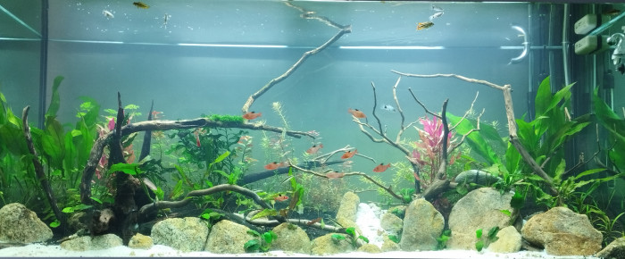 aquarium 500L , de nebneb