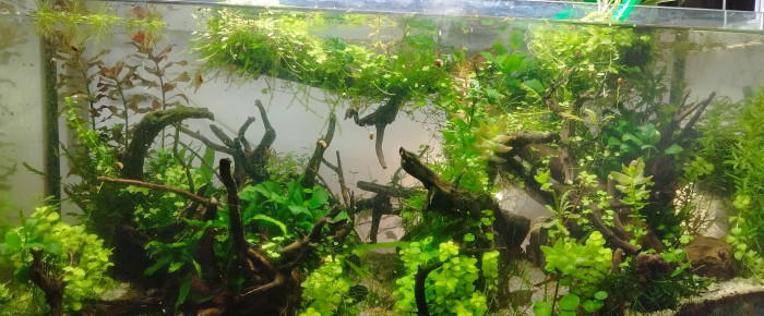 aquarium Fangorn Forest Low tech arrêté le 9 mai 2024 , de Anhtu