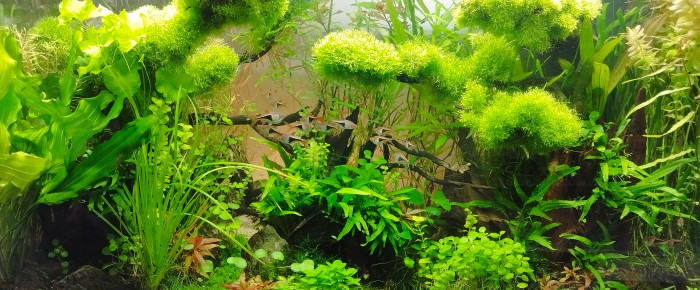 aquarium Bornéo aquascape jungle , de Anhtu