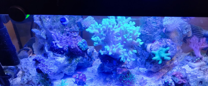 aquarium Pico Reef 30L 50x25x25 , de Anhtu