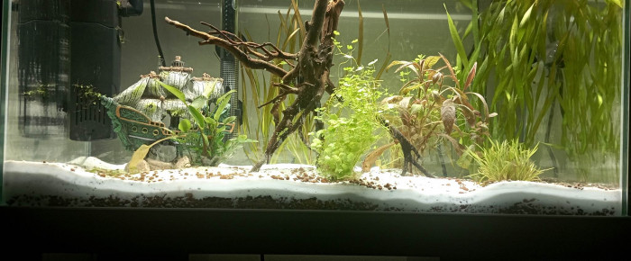 aquarium Aquarium 60L , de Amel832