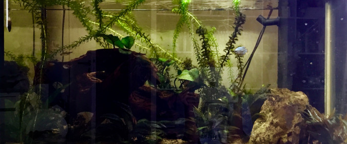 aquarium Aquarium origine , de Luciole11