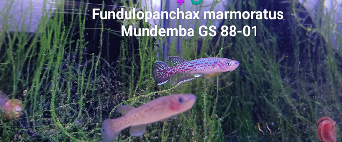 aquarium 443 Couple reproducteur Fundulopanchax Marmoratus  Mundemba GS 88-01 , de Killi26