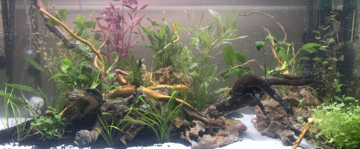 aquarium Premier vrai hardscape , de BASTOUN73