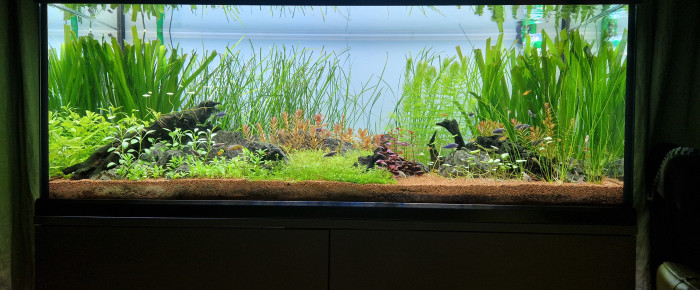 aquarium Proxima , de PB92