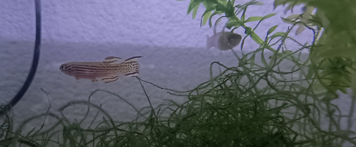aquarium 323 Trio Aphyosemion striatum Ncolamvan GEMHS 00-33 , de Killi26