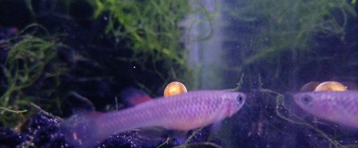 aquarium 123 Quarantaine Fundulopanchax scheeli , de Killi26