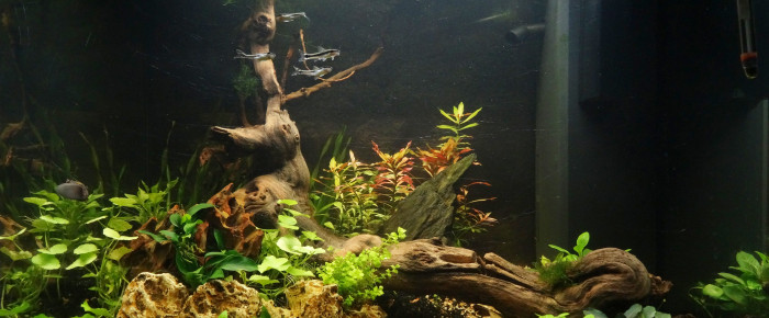 aquarium Sanctuaire , de Arte