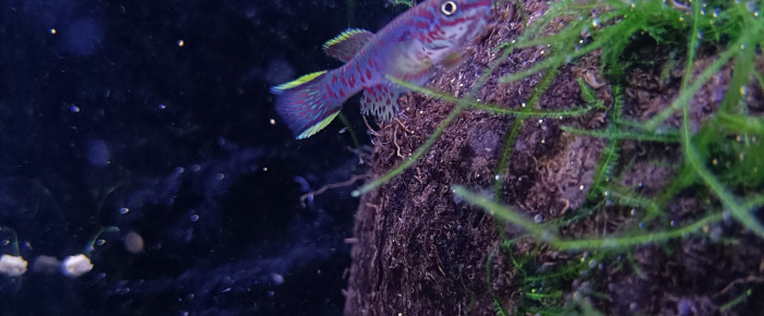 aquarium 244 Quarantaine Fundulopanchax gardneri Nsukka , de Killi26