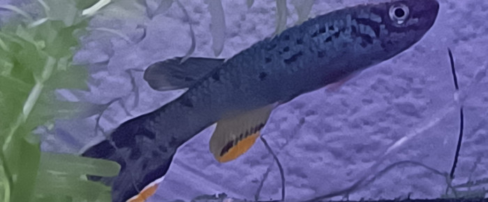 aquarium 233 01 Couple Fundulopanchax scheeli , de Killi26