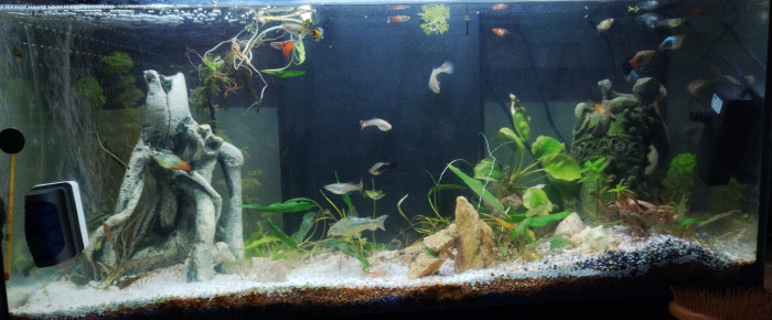 aquarium Aquarium 80l , de Melanie7362