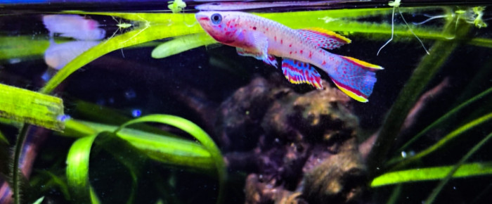 aquarium 432 06 Males Fundulopanchax nigerianus  Innidere , de Killi26