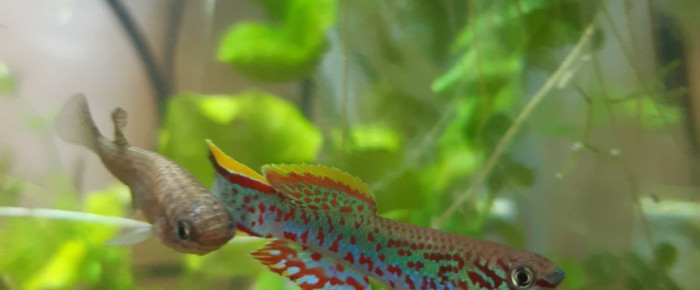 aquarium 121 01 Jeune Couple Fundulopanchax nigerianus innidere , de Killi26