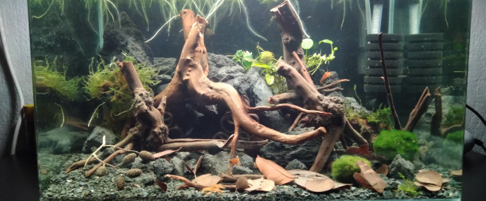aquarium Cambarellus New Home , de Loic_lb
