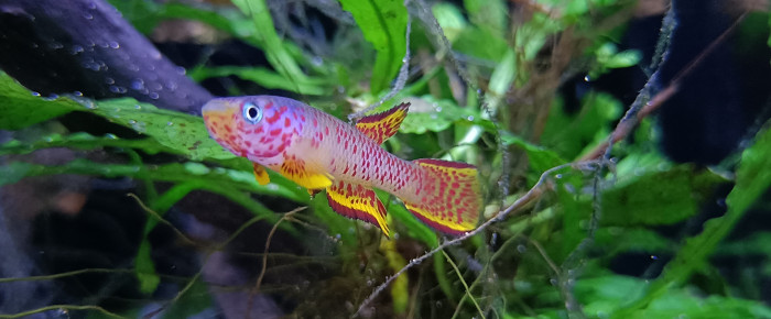 aquarium 331 Libres , de Killi26
