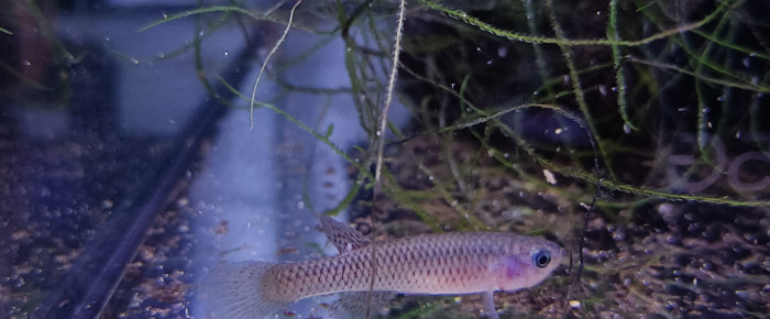 aquarium 341 01 Couple Fundulopanchax gardneri  Nsukka , de Killi26