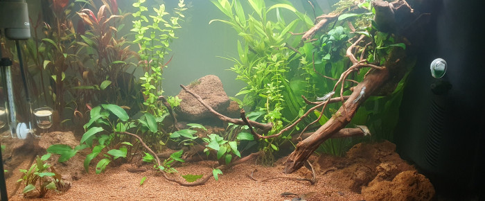 aquarium Presque Amazonien , de Selenis