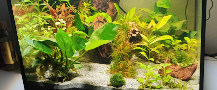 aquarium Salon , de Dies81