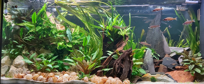 aquarium Cichlidés tanganyika planté , de Lolo51