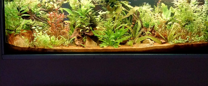 aquarium Amazonien hollandais , de STK54