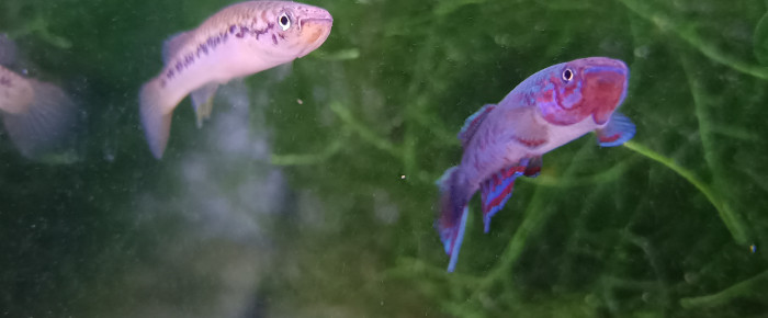 aquarium 441 Quarantaine Scriptaphyosemion geryi Dindéfello OMSEN-21 , de Killi26