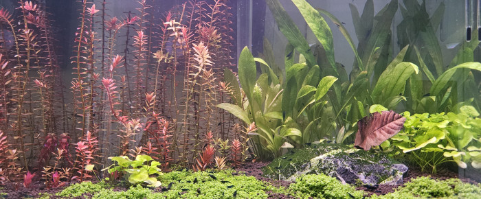 aquarium First tank , de Baby-Yoda