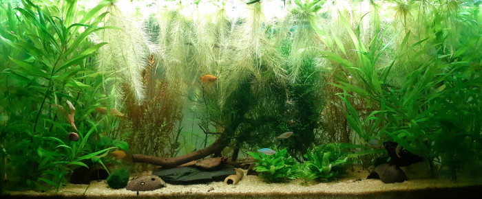 aquarium Asiatique 200l , de Archimade