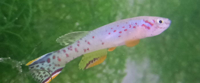 aquarium 223 Alevins Fundulopanchax scheeli , de Killi26