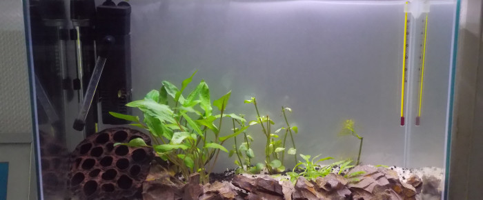 aquarium Mini Aquarium , de Nicpaddle