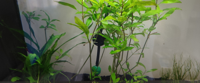 aquarium Bac 20 l , de Vinz10