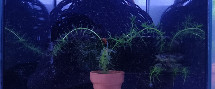 aquarium 432 Fundulopanchax nigerianus  Innidere , de Killi26