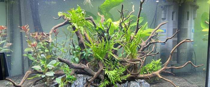 aquarium Projet 160 litres , de Lucie44