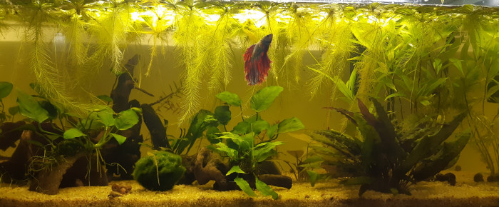 aquarium Betta 57l , de Archimade