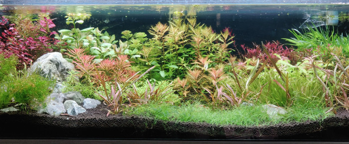 aquarium Plants Power , de Tryb