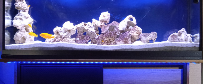 aquarium Labidochromis , de mercierL