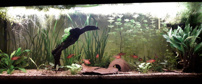 aquarium Serpae otocinclus borellii , de lucie-nol