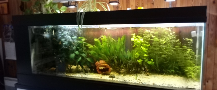 aquarium amazone , de plumo