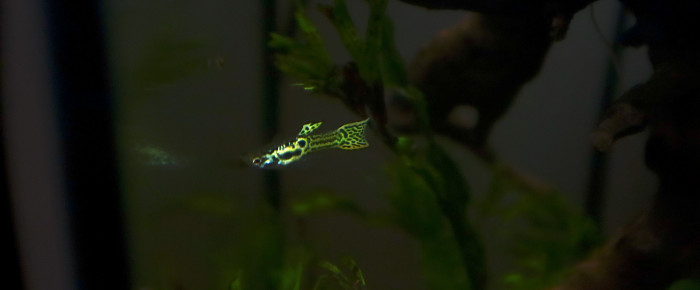 aquarium Berge de  rivière asiatique , de Augustin.stglr