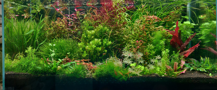aquarium Aquael Ultra Clear , de Tryb