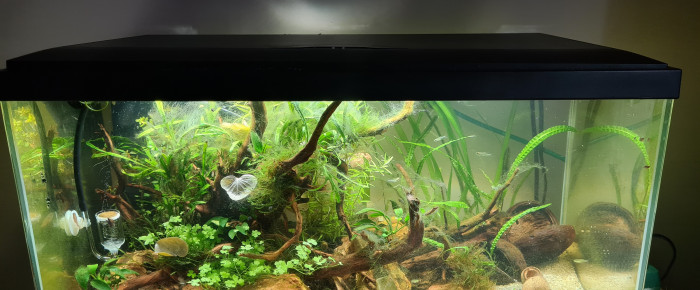 aquarium Aquarium 55L , de Soso77