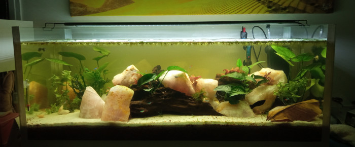 aquarium Amazonien , de Coolbteez