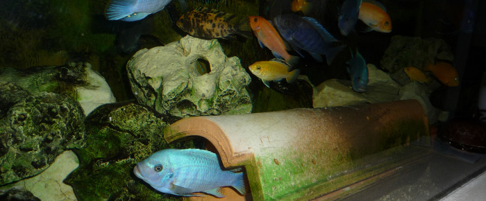 aquarium Cichlidés , de AquariumFL