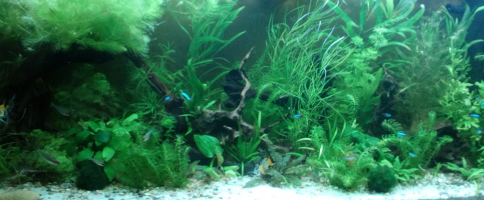 aquarium 240l Noir , de gloups