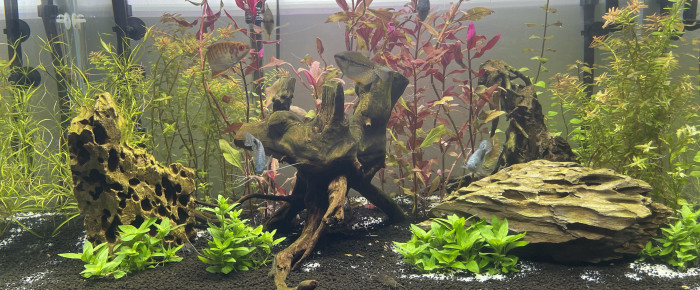 aquarium 240l , de Lofopo