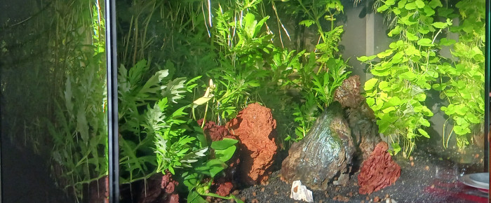 aquarium Biotope amazonien , de jph33740