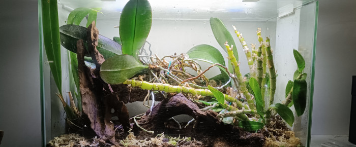 aquarium Home 60- orchidarium , de Delflabelette