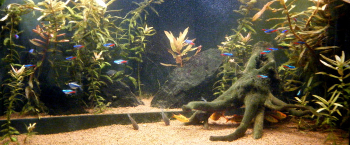 aquarium Pans de Travassac , de lvd99